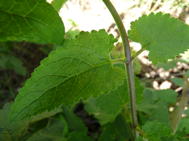 Feuilles opposées décussées aux nervures nettement visibles; de forme lancéolée, elles sont aigues à leur sommet. Agrandir dans une nouvelle fenêtre (ou onglet)